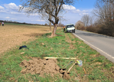 Výsadba třešňové aleje