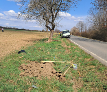 Výsadba třešňové aleje